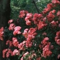 Mọi Người - trừ những người cần trừ
