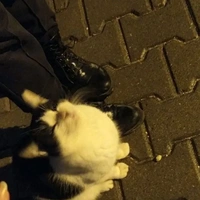 Cat - Tác giả