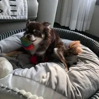 Cookie