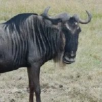 T/g lười thích ăn