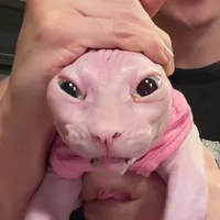 Lgbt sigma ngầu lòi