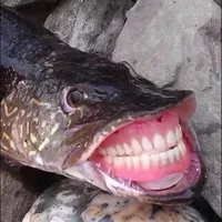 Con cá đột biến