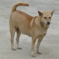Chó cỏ