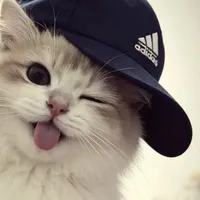 ᴋ