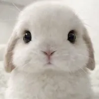 Tác giả lười biếng