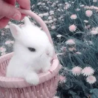 Con cốt ai nấy hốt của t/g