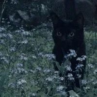 𝐇ệ 𝐓𝐡ố𝐧𝐠 𝟎𝟎𝟕 - 𝐉𝐮𝐰𝐨