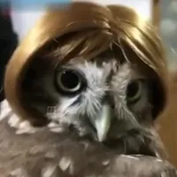 cú mèo tẻ tẻ
