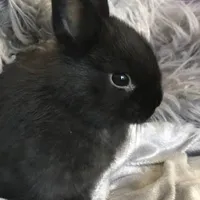 cục dàng của chance