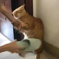 Chi Kiều[Hệ người điên](Author}