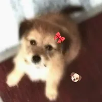 tác giả nghiện chó nhà