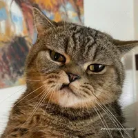 Đọc và like cho tao 