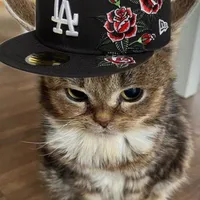 𝐠𝐫𝐮𝐦𝐩𝐞 𝐤𝐢𝐭𝐭𝐲