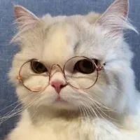mèo meo
