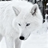 Sói trắng - Hậu vệ của Vương Bình