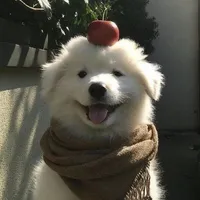 Tác giả tóc bết