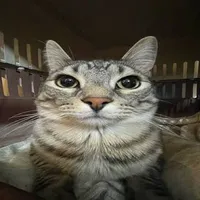 Sinh vật lông lá