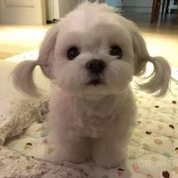 nhỏ tác giả