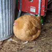 tg gà mờ đây nè