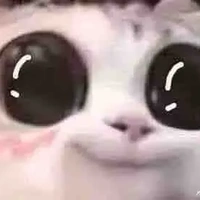 mèo ( t/g )