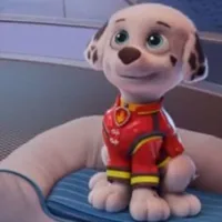 Marshall (pup)