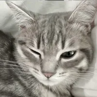 bông tuyết mùa thu