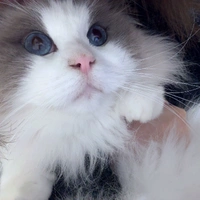 meo- hệ thống 01