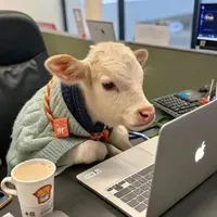 Aifuwei bị bò húc — Tác giả