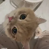 bé meo~