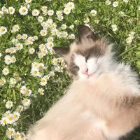 tác giả khùng điên