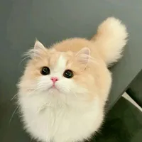 hệ thống méo mèo