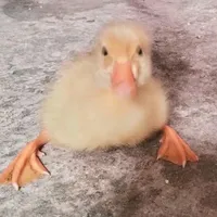 t/g cute phô mai que