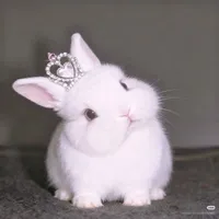 Bunny ( t/g)