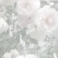 NVP