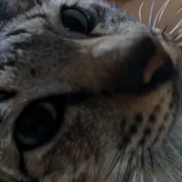 ngáo :tác giả >:3