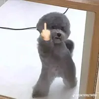 cân tất cả vai diễn