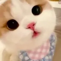 iu cậuuu