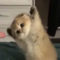 Suuni