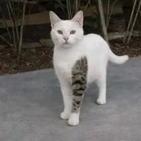 Tg xăm trổ nhưngg chiều vk