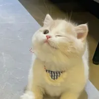 tác giả