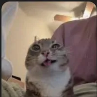 t/g(🤟)
