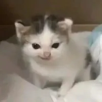 Bơ 🥑