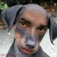 ngân