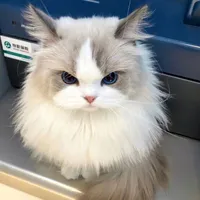 hoà [con mèo kêu sao🐧]