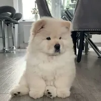 Hệ Thống 0820_Chip