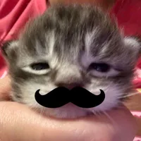 Meow trưởng thành