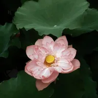 ？？？