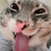 toai
