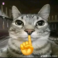 Hthống mèo bell💔
