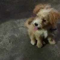 Chàng gái yếu đuối cần được che chở